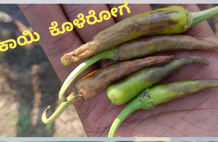 ಮೆಣಸಿನಕಾಯಿ ಬೆಳೆಯಲ್ಲಿ ಕಾಯಿ ಕೊಳೆರೋಗ