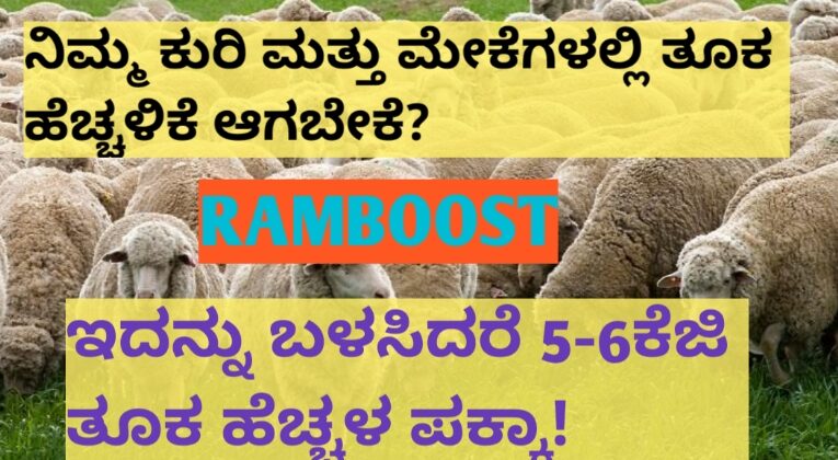 ಕುರಿ ಅಥವಾ ಮೇಕೆಗಳಲ್ಲಿ ತೂಕ ಹೆಚ್ಚಳವಾಗಬೇಕೆ? ಇಲ್ಲಿದೆ ನೋಡಿ ರಾಮಬಾಣ!