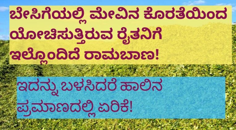 ಬೇಸಿಗೆಯಲ್ಲಿ ಮೇವಿನ ಕೊರತೆಯಿಂದ ಯೋಚಿಸುತ್ತಿರುವ ರೈತನಿಗೆ ಇಲ್ಲೊಂದಿದೆ ರಾಮಬಾಣ!!